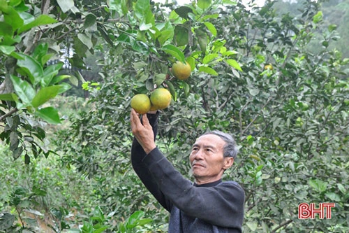 Khi cây keo nguyên liệu cho hiệu quả kinh tế không như mong đợi, ông Hiệp đã tiến hành trồng cây ăn quả có múi, cây lấy củ gắn với chăn nuôi và đã đạt được những thành công lớn