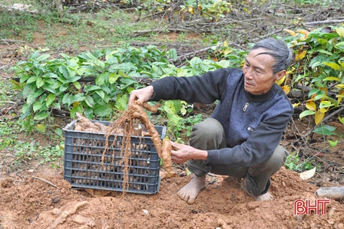 Những gốc khoai mài được thu hoạch sau 1 năm xuống giống và chăm sóc đã mang về cho gia đình ông Hiệp nguồn thu gần 900 triệu đồng (năm 2019)