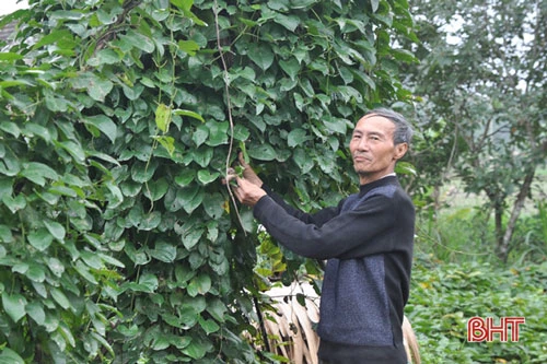 Để loài cây hoang dại có thể sản xuất theo hướng tập trung, mang về nguồn thu hàng trăm triệu đồng/ha thì ông Hiệp phải mất 10 năm gắn bó, tìm hiểu, đúc rút kinh nghiệm.