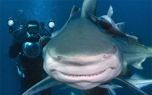 Ảnh đẹp: Cá mập cười trước ống kính - 11