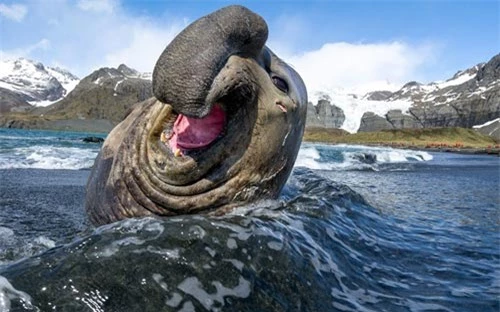Ảnh đẹp: Hải cẩu voi vui đùa với sóng biển - 2