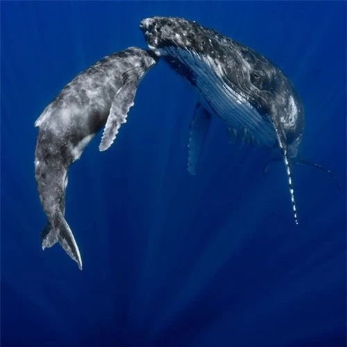 Ảnh đẹp: Hải cẩu voi vui đùa với sóng biển - 4