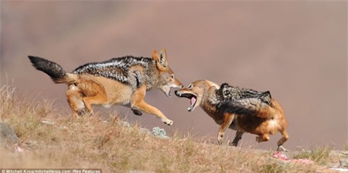 Cuộc chiến giành thức ăn giữa kền kền và chó rừng - 7
