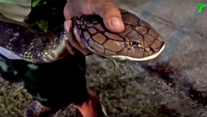 Kinh hoàng phát hiện rắn hổ mang chúa dài 5 mét cần tới 6 người khiêng trong nhà - ảnh 1
