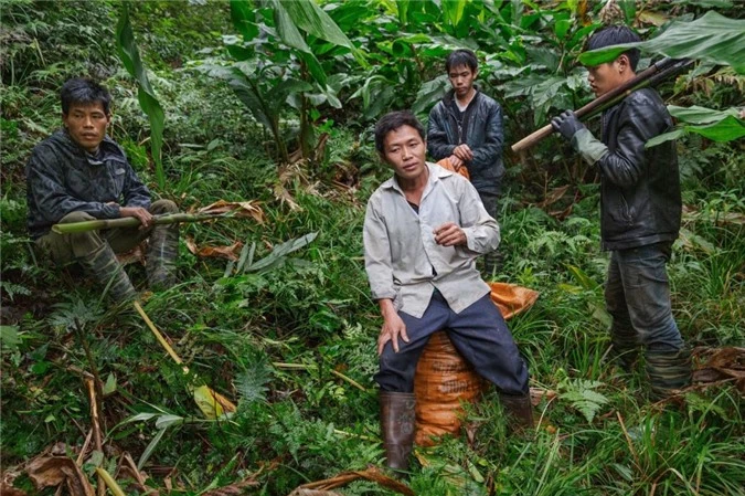 Theo chân phóng viên báo Tây thu hoạch thảo quả tại vườn quốc gia Hoàng Liên - 9