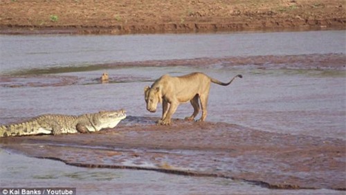 Tranh giành một chú voi, sư tử chiến đấu với cá sấu - 1