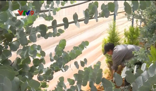 Người dân Lâm Đồng thu bạc triệu từ cây đô la