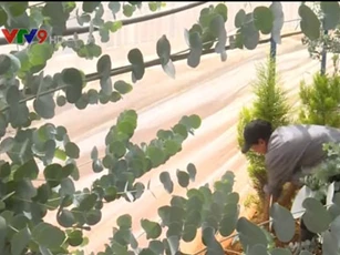 Người dân Lâm Đồng thu bạc triệu từ cây đô la