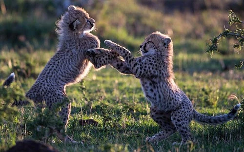 Hai con báo nhỏ 3 tháng tuổi chơi đùa với nhau trên đồng cỏ trong khu bảo tồn động vật hoang dã Masai Mara, Kenya.