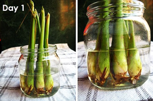 Muỗi 'e ngại' tránh xa cây gia vị trong nhà