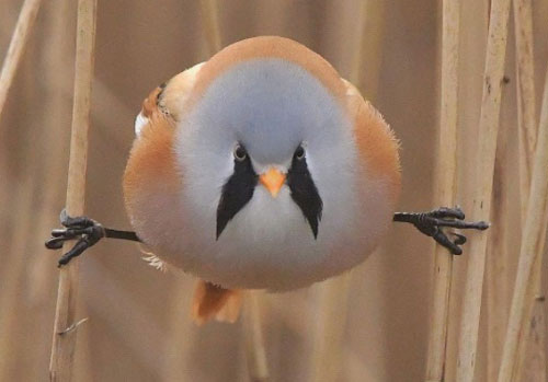 Nh&#xEC;n &#x27;nh&#x1B0; c&#x1EE5;c th&#x1ECB;t di &#x111;&#x1ED9;ng&#x27; nh&#x1B0;ng lo&#xE0;i chim n&#xE0;y l&#x1EA1;i s&#x1EDF; h&#x1EEF;u 1 tuy&#x1EC7;t k&#x1EF9; &#x27;l&#xE0;m xi&#x1EBF;c si&#xEA;u &#x111;&#x1EB3;ng&#x27;