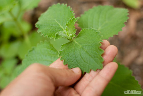 Cách trồng cây gia vị, thảo mộc đơn giản cho gia đình