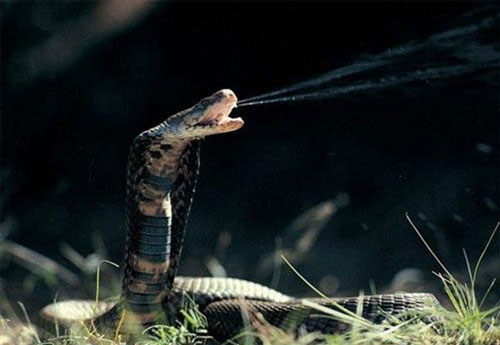Loài rắn nào không có cánh mà vẫn biết bay?