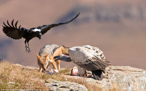 Cảnh tượng chim kền kền tranh giành thức ăn với chó rừng được nhiếp ảnh gia Mitchell Krog ghi lại tại khu bảo tồn thiên nhiên Giants Castle ở Nam Phi