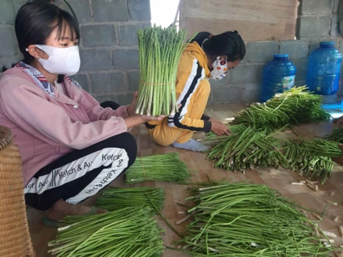 Sản phẩm măng tây xanh của gia đình anh Hoàn được Cty bao tiêu toàn bộ. Ảnh: KS.