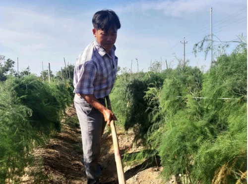Anh Vũ Mạnh Hoàn đã chuyển đổi 8 sào đất lúa sang trồng măng tây xanh. Ảnh: KS.