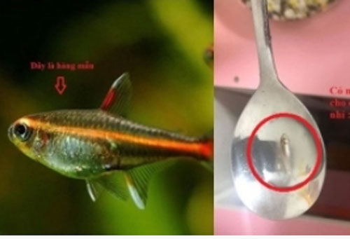 Hí hửng đặt mua cá cảnh trên mạng, khi nhận được hàng thì "khổ chủ khóc ròng" vì con cá "lạ"