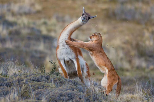 Lạc đà Guanaco một mình ‘cân 3’ báo sư tử vẫn khiến kẻ săn mồi ‘ăn quả đắng’