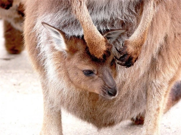 1001 thắc mắc: Kangaroo kì lạ tới mức nào? - ảnh 1