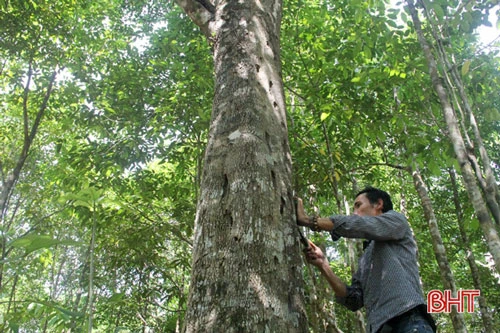 Anh Vinh chia sẻ: Vườn cây dó trầm này tính sơ sơ có trị giá gần một tỷ đồng. Bởi nhiều cây trong vườn có chất lượng trầm rất tốt, có nhiều cây khách hàng trả giá từ 100 – 120 triệu đồng nhưng gia chủ chưa muốn bán.