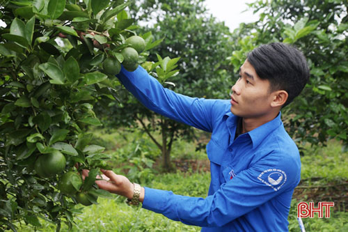 ... trong đó, 360 gốc đã cho trái bói vụ đầu tiên