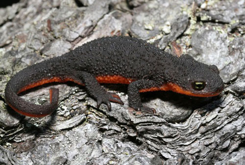 Tại sao một số động vật lại có độc?