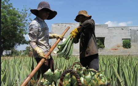 Nhu cầu tăng, người trồng nha đam lãi lớn