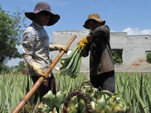 Nhu cầu tăng, người trồng nha đam lãi lớn