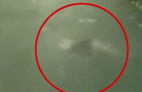 Phát hiện sinh vật giống nàng tiên cá đuổi theo thuyền khách du lịch