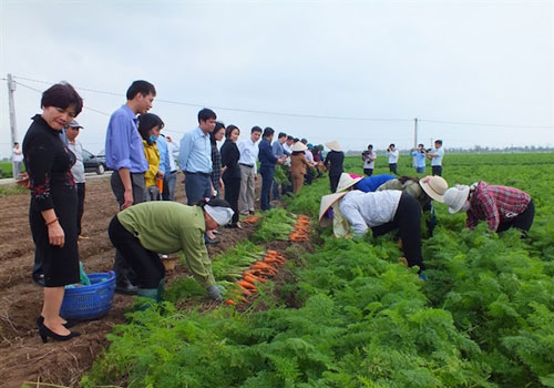 Hải Dương: Cà rốt Đức Chính nhộn nhịp xuất ngoại bất chấp Covid-19