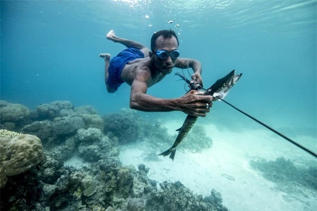 Người Bajau Laut có lá lách lớn hơn so với người bình thường.