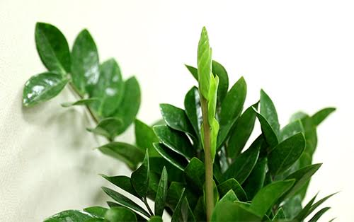 Đâu là những vật phẩm phong thủy được dân công sở ưa chuộng?