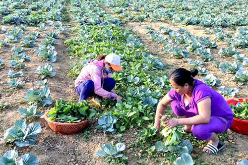 Tuyên Quang: Mở hướng làm giàu cho người dân Khâu Tinh
