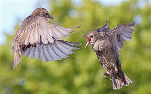 Ảnh đẹp: Chim sáo đánh nhau tranh thức ăn