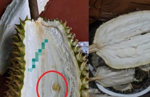 Hí hửng mua 3 trái sầu riêng hạt lép ven đường nhưng đến khi thưởng thức thì cô nàng lại "khóc thét"