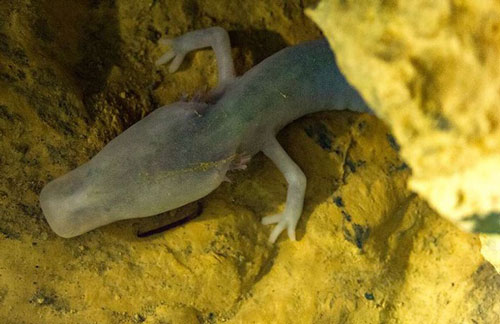 Loài kỳ giông kỳ lạ có thể nằm bất động trong 7 năm liên tục