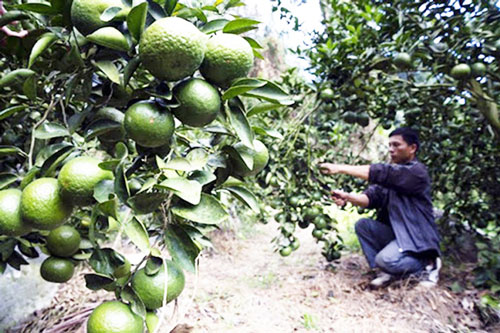 Vĩnh Long: 'Sống khỏe' nhờ trồng cam