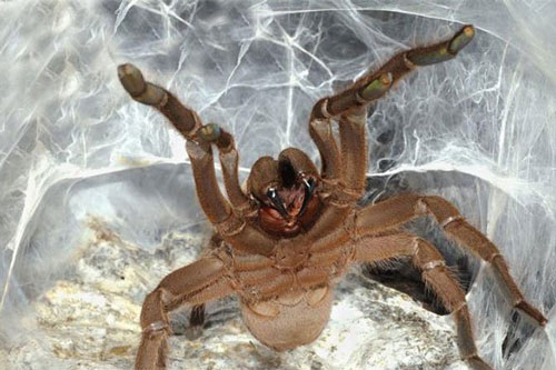 Australia tìm ra giải pháp biến nọc nhện siêu độc thành thuốc giảm đau