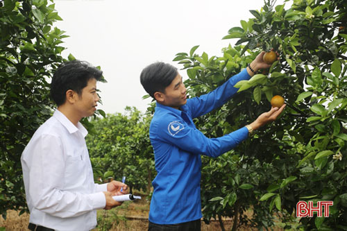 Vườn cam của đoàn viên Dương Văn Trung đã có gần 1.000 gốc