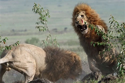 Hai con sư tử đực quyết chiến ác liệt để tranh giành bạn tình trong vườn quốc gia Masai Mara, Kenya.
