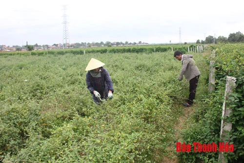 Mô hình trồng cây dược liệu của vợ chồng chị Lê Thị Nước, xã Đông Hoàng cho thu nhập khá, ổn định.
