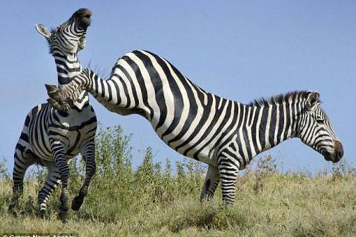 Ngựa vằn bất ngờ xuất chiêu chứng minh "bản lĩnh nam nhi"