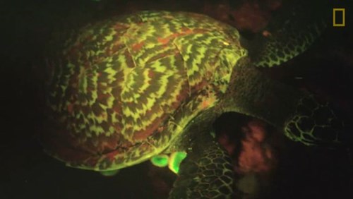 Phát hiện rùa biển phát sáng siêu hiếm