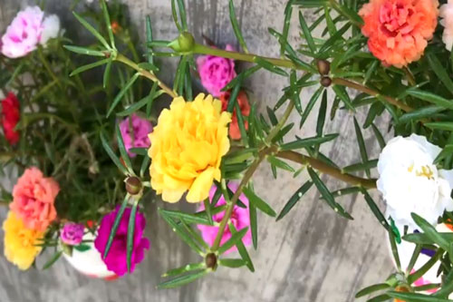 CLIP: Hướng dẫn trang trí vườn nhà bằng những chậu hoa mười giờ nhiều màu sắc, đẹp lung linh