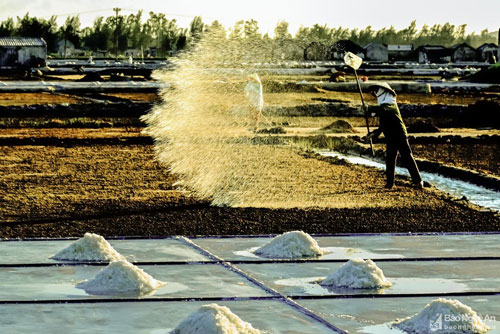 Những hình ảnh đẹp về người nông dân trên cánh đồng muối ở Nghệ An
