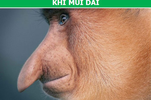 Những bức hình “đầy ám ảnh” về các loài động vật sắp biến mất hoàn toàn