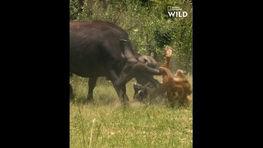 Sư tử mất mạng vì ham hố nghé non