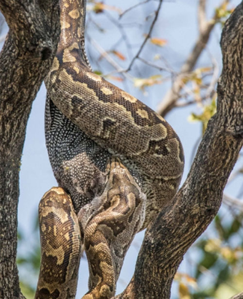 'Hoa hậu châu Phi' bỏ mạng trong tay trăn lớn