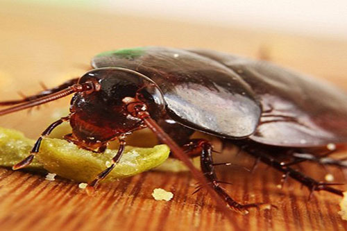 Loài gián luôn khiếp sợ 1 loại quả, chỉ cần có trong nhà sẽ tự động "cuốn gói"