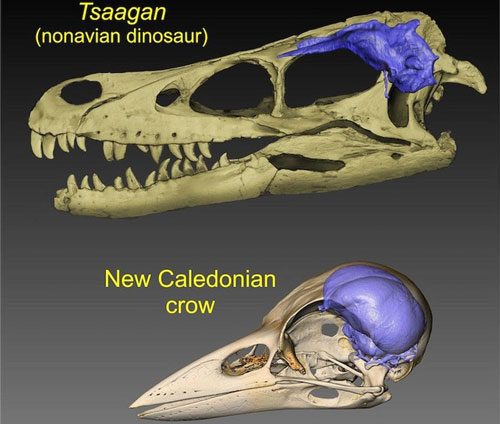 Loài chim đã tiến hóa bộ não lớn như thế nào?